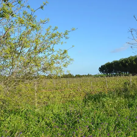 Quinta Da Palmeirinha Holiday home