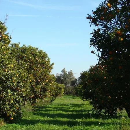Quinta Da Palmeirinha * 西尔韦斯
